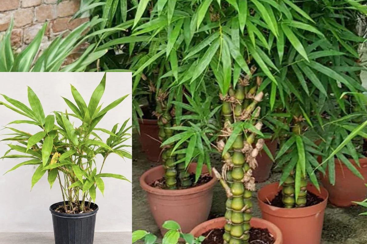Dwarf Buddha Belly Bamboo Live Plant, Bambusa Clumping Bamboo in 3 Gallon Pot, Tropical Ornamental Green Plant for Patio or Garden