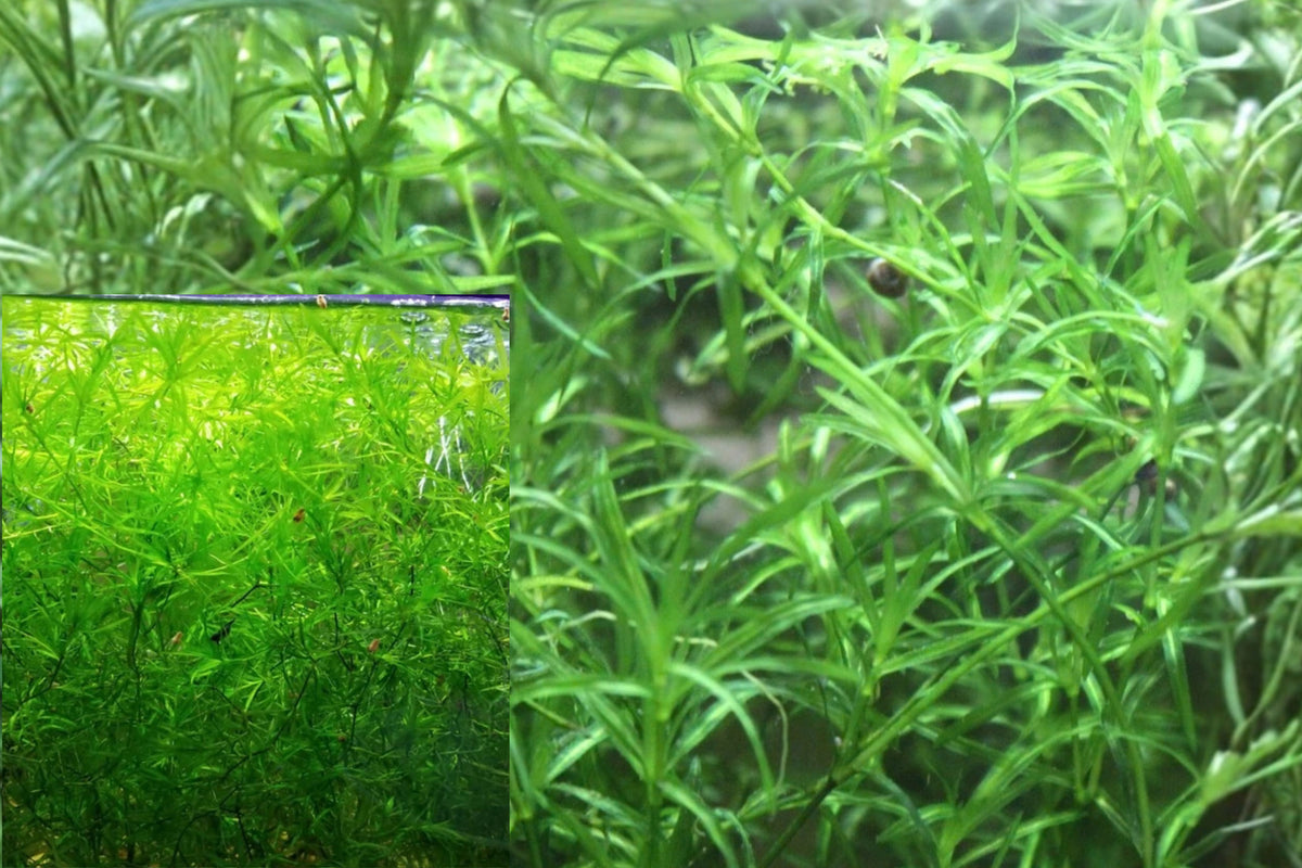 Guppy Grass Live Aquarium Plant – Fast-Growing Freshwater Plant