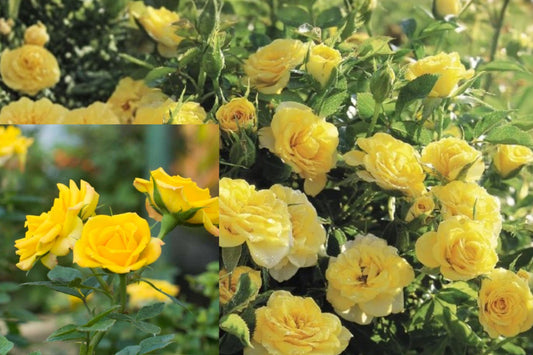 Mini Yellow Rose Live Plant – 1 Plant – 3 Inch Pot – Rose Bush