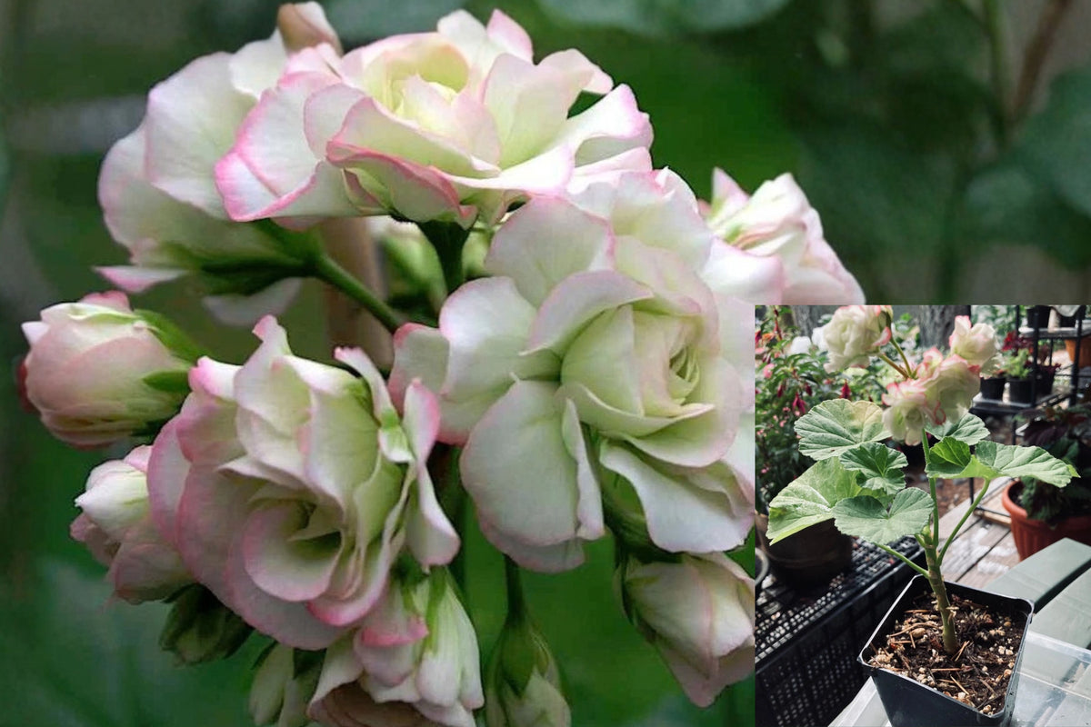 Pelargonium Rosebud Apple Blossom Live Plant – 4" Pot