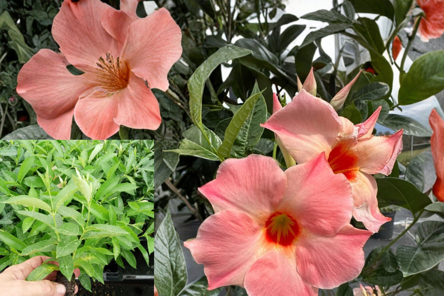 Live Giant Peach Sunrise Mandevilla Plant – 4–6 Inch Starter – Mandevilla Flowering Vine