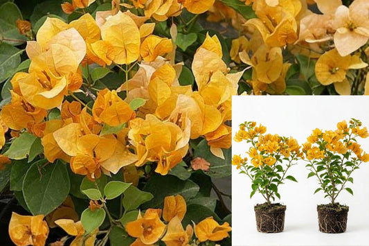 California Gold Bougainvillea Live Plants, Set of 2 Yellow Flowering Vine Starters, 4–7 Inch Tropical Outdoor Plants