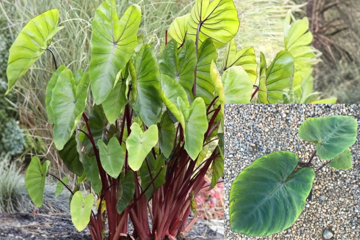 Hawaiian Punch Colocasia Live Plant 6–15 Inches – Colocasia esculenta