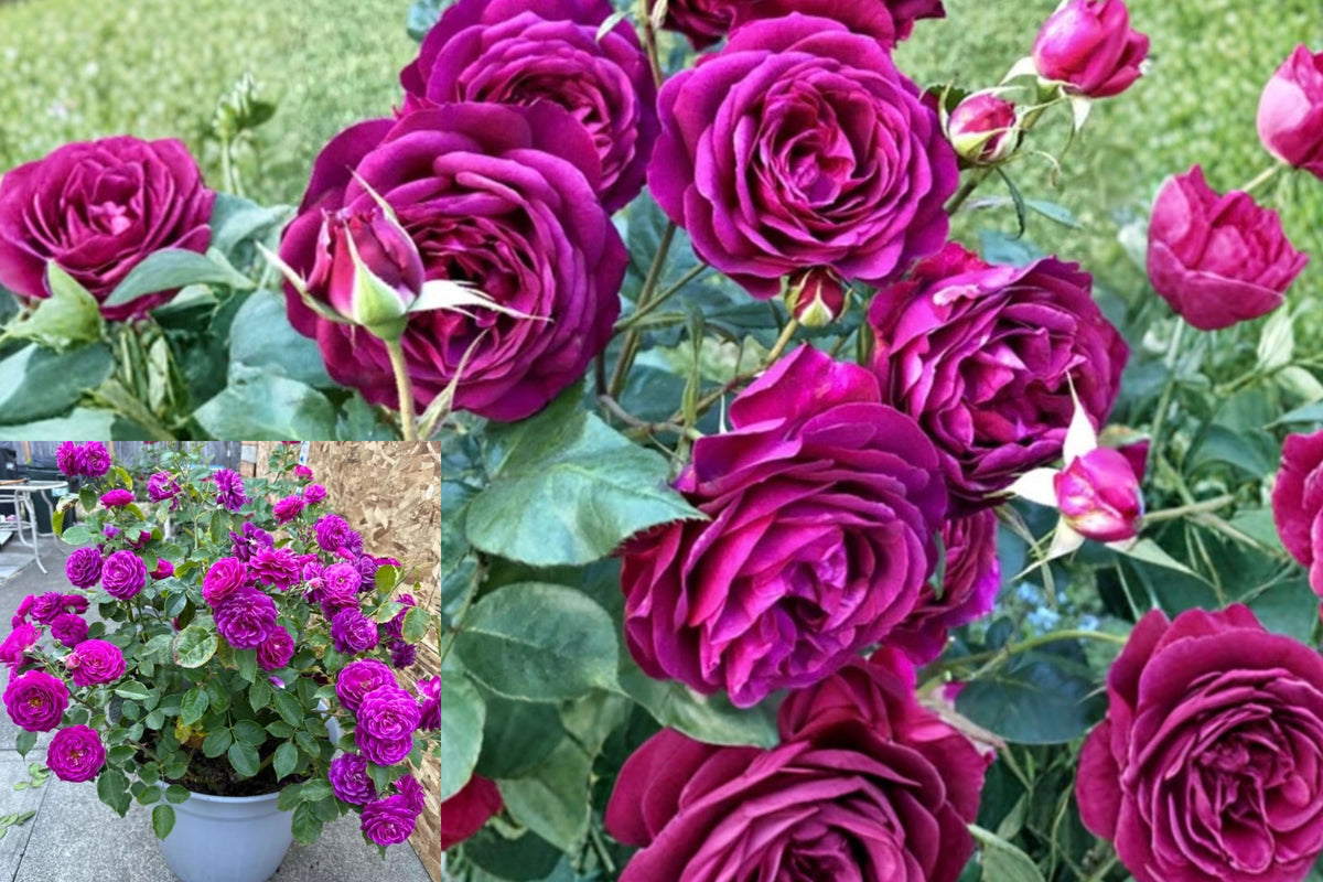 Purple Climbing Rose Live Plant – 1 Plant – Rosa Species