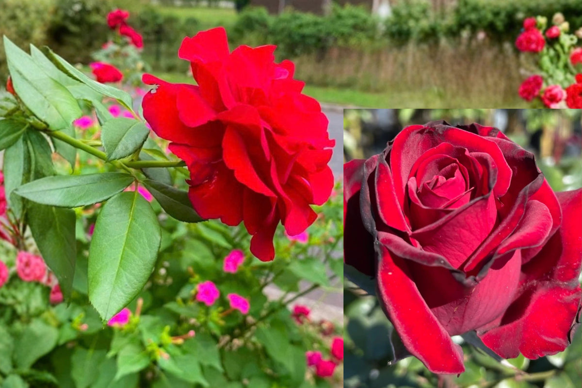 Peak Performance Rose Live Plant – 3 Gallon Pot – Rosa