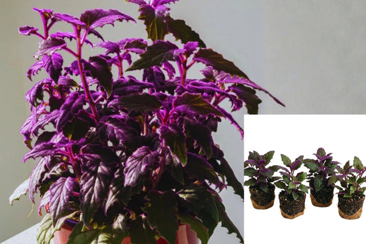 4 Purple Passion Plants – 5–7 Inch Live Gynura Aurantiaca – No Pot