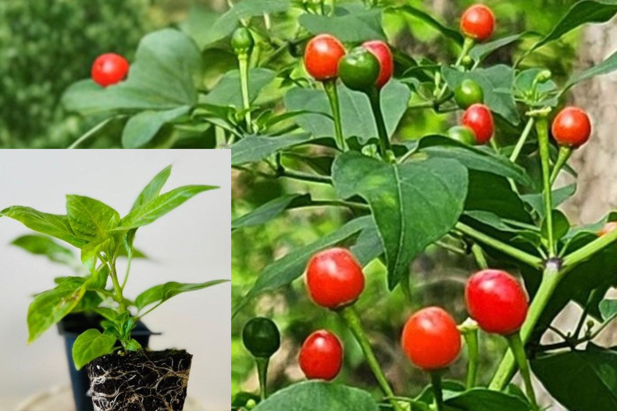 2 Live Chiltepin Pepper Plants, 5–9 Inch Tall, Rooted in 4 Inch Pots, Hot Chili Pepper Plants for Garden or Patio