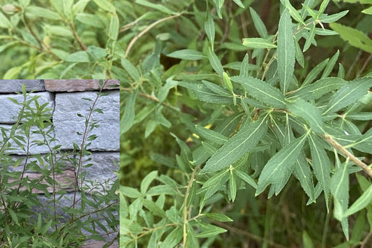 Bridal Wreath Spirea 1 Bare Root Plant – Spiraea sp.