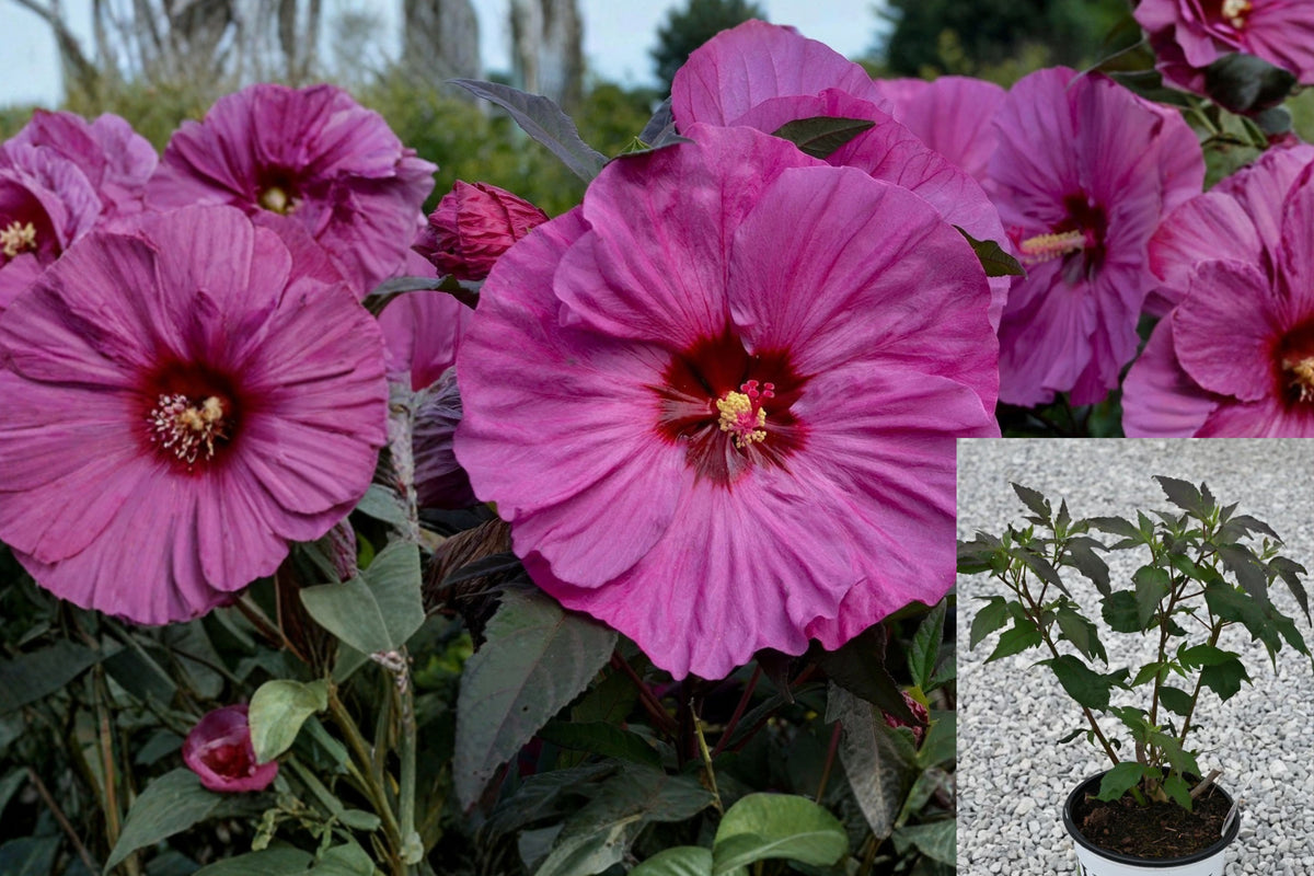 Berry Awesome Hardy Hibiscus Live Plant – 2.5-Inch Pot – Hibiscus 'Berry Awesome'