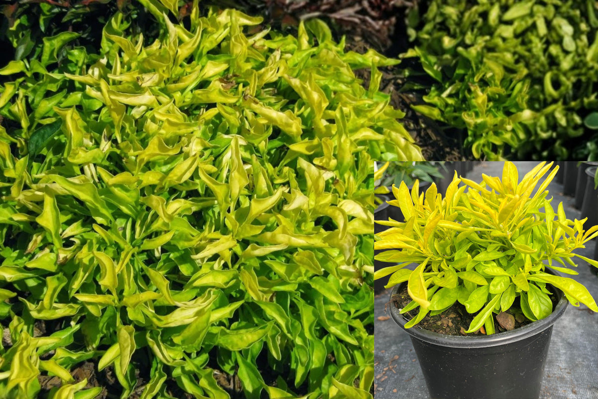 2 Chartreuse Alternanthera Live Plants, 4–6 Inch Lime Green Foliage Starters, Spreading Ground Cover, Ships Without Pots