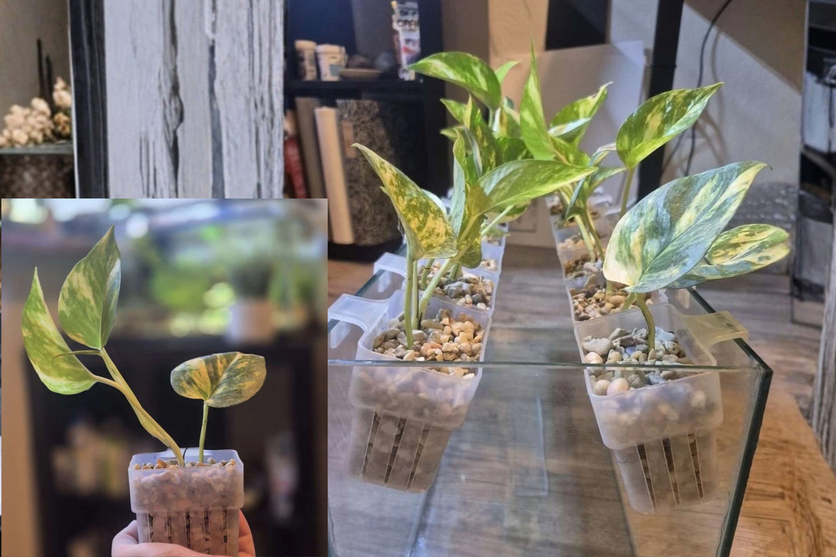 Golden Pothos 1 Propagated Rooted Cutting Aquatic Aquarium Plant – Pothos