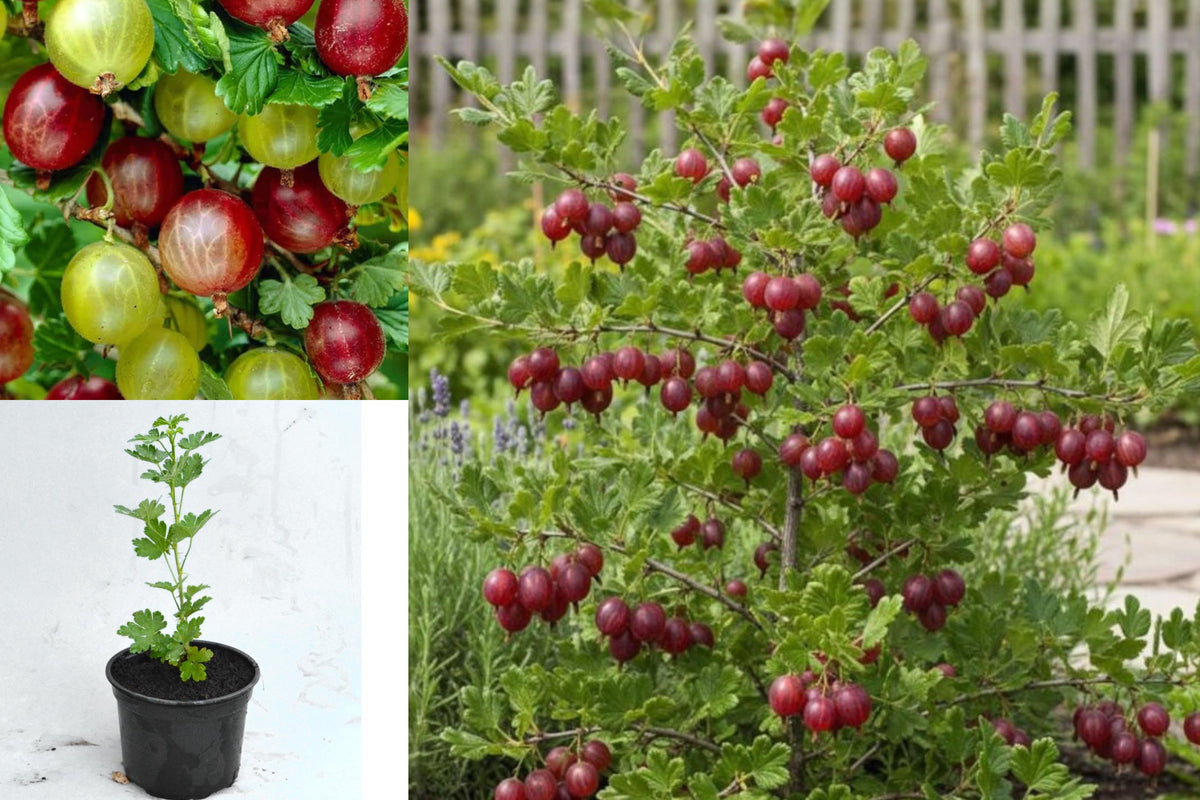 Live Gooseberry Plant, 5–9 Inch Outdoor Berry Shrub, Edible Fruit Bush Starter, Full Sun Garden Plant, Dark Red Berry Variety
