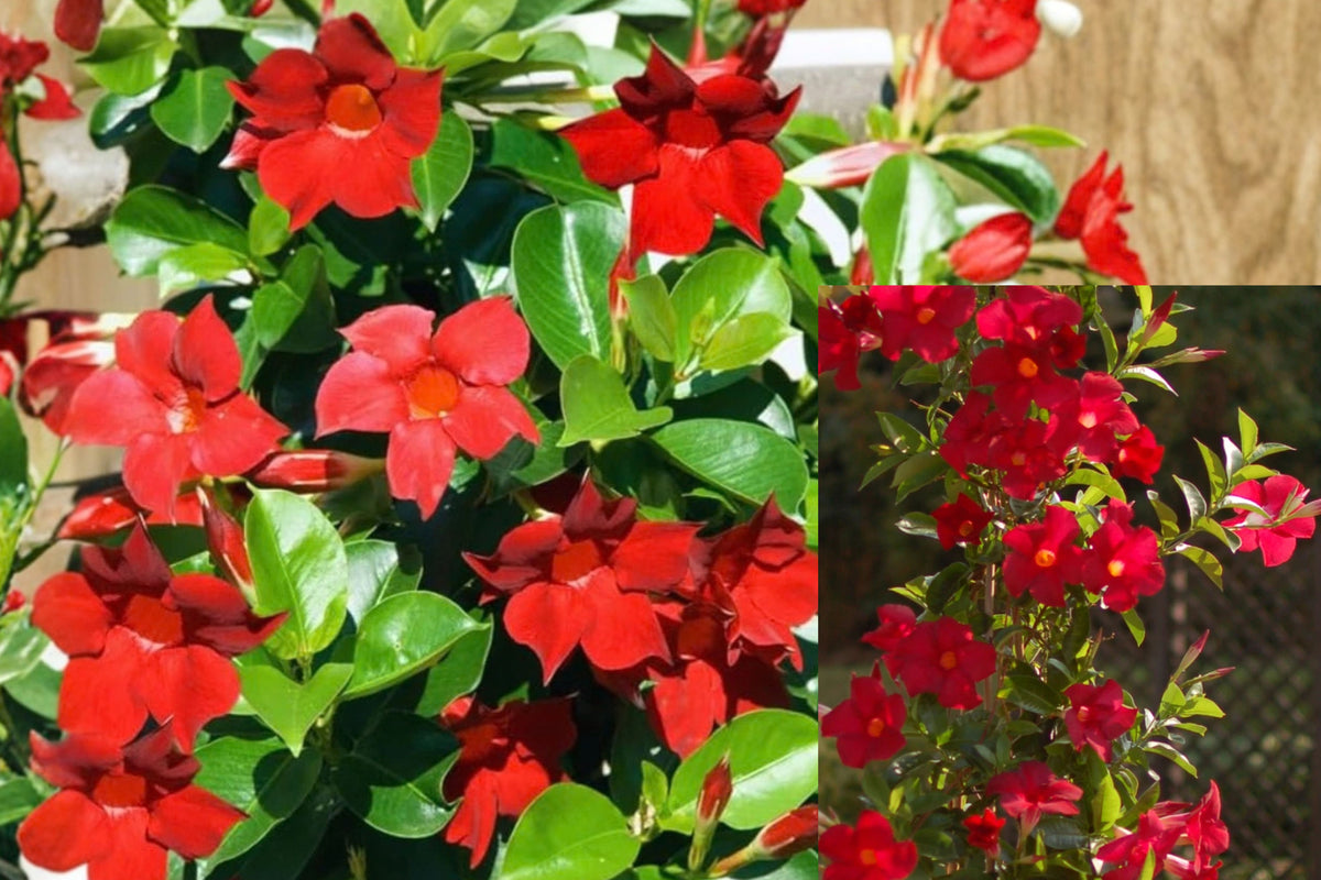 Red Mandevilla 2 Live Plants – 4–6 Inch Tall – Mandevilla spp.