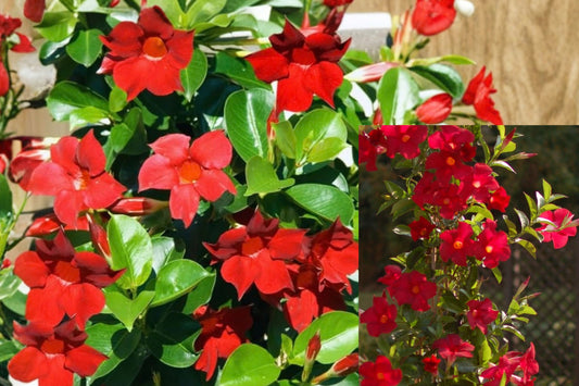 Red Mandevilla 2 Live Plants – 4–6 Inch Tall – Mandevilla spp.