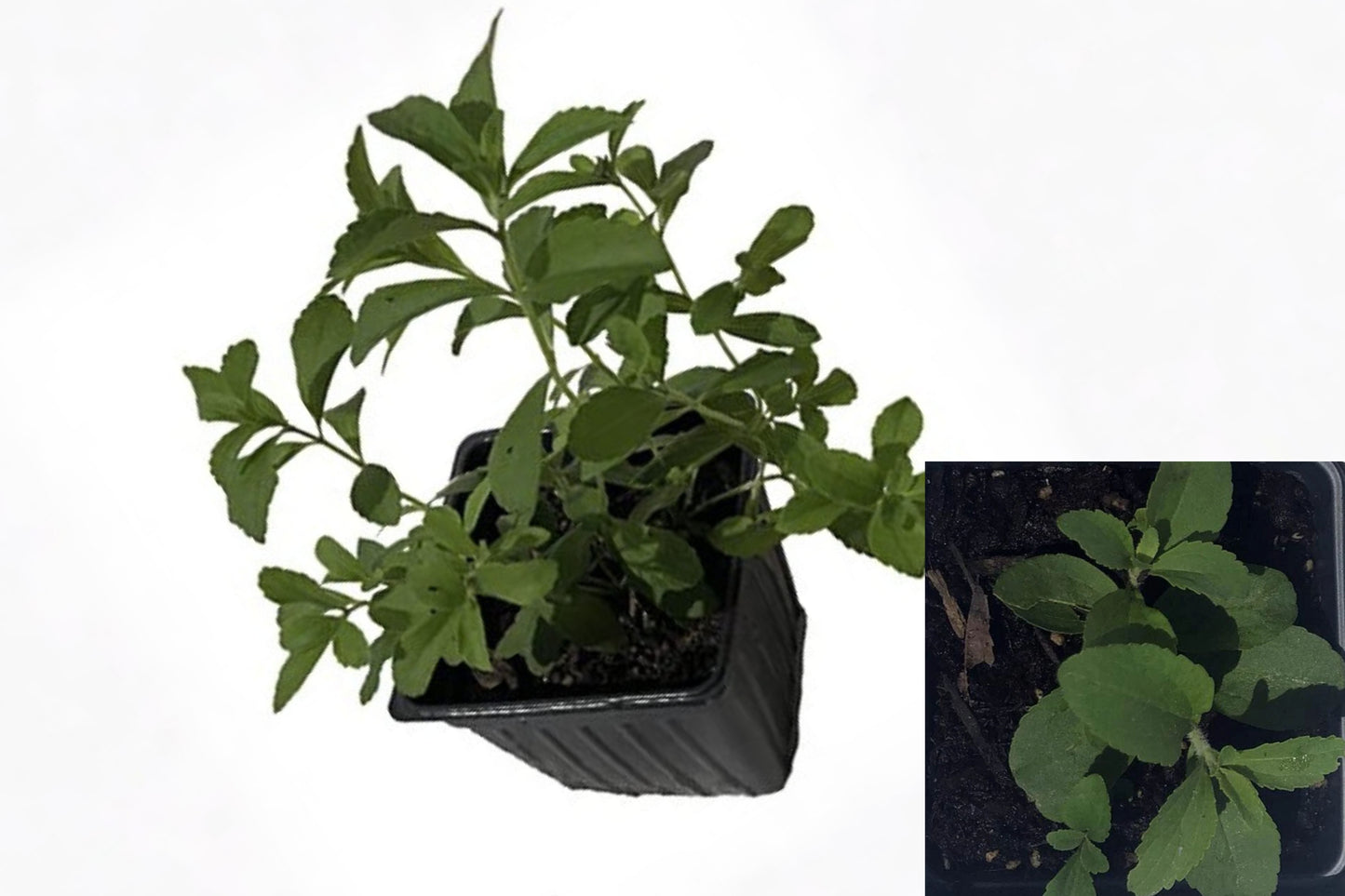 Stevia Live Plant – 1 Plant in 2.5" Pot – Stevia rebaudiana