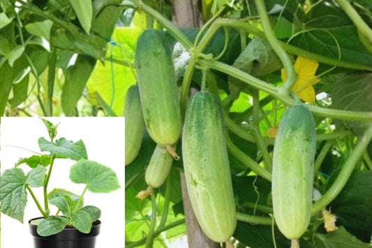 2 Green Cucumber Live Plants – 4–6 Inch Seedlings – Cucumis sativus