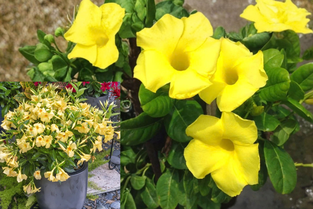 Yellow Mandevilla Live Plant – 4–6 Inches Tall – Mandevilla sp.