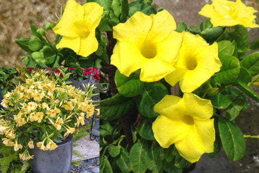 Yellow Mandevilla Live Plant – 4–6 Inches Tall – Mandevilla sp.