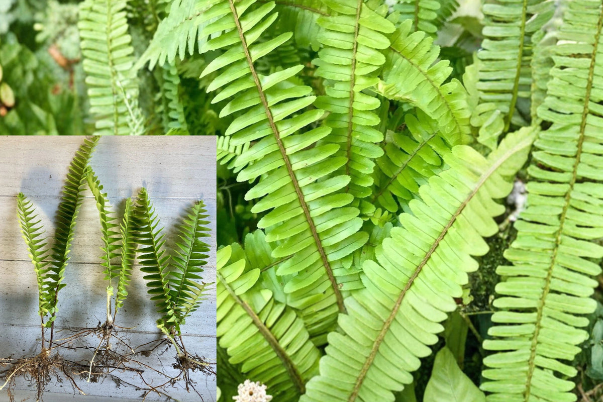 20 Live Fern Plants, Rooted Green Ferns, Bare Root Foliage Plants for Indoor or Outdoor Gardens