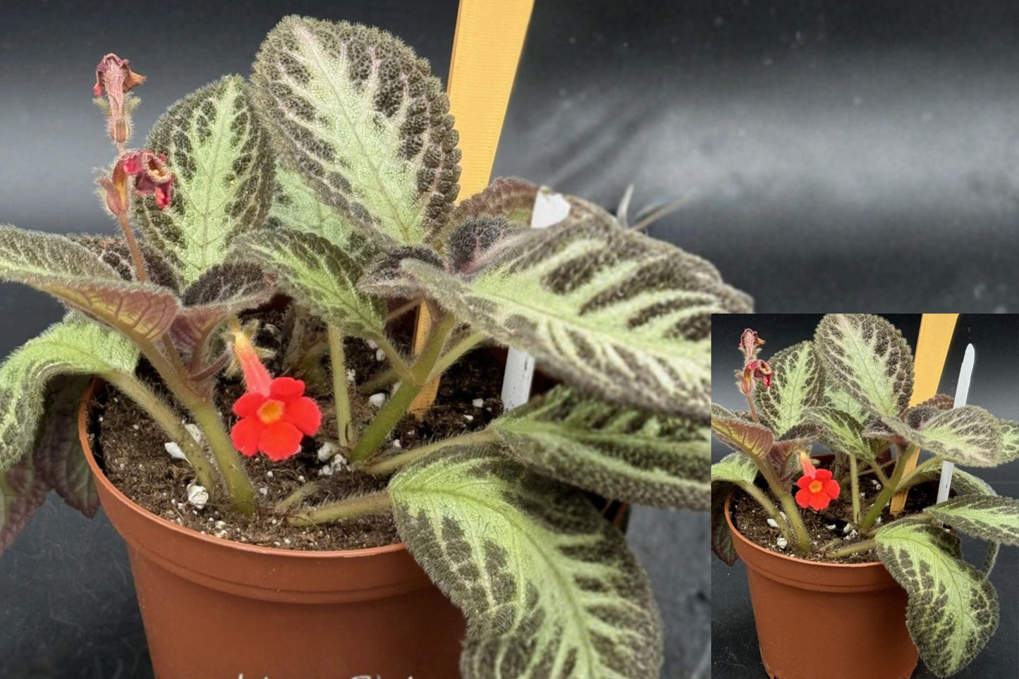 Episcia Chocolate Soldier Live Plant – 1 Potted Plant – 4 Inch Nursery Pot