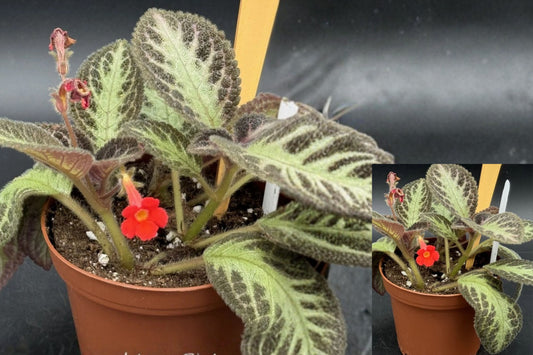 Episcia Chocolate Soldier Live Plant – 1 Potted Plant – 4 Inch Nursery Pot