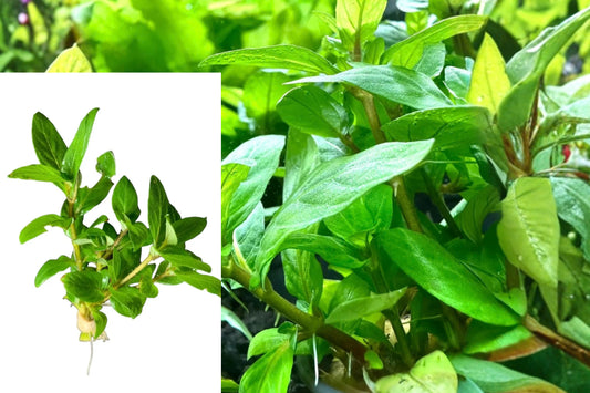 Staurogyne Repens Live Aquarium Plants – 10 Clumps – Bare Root