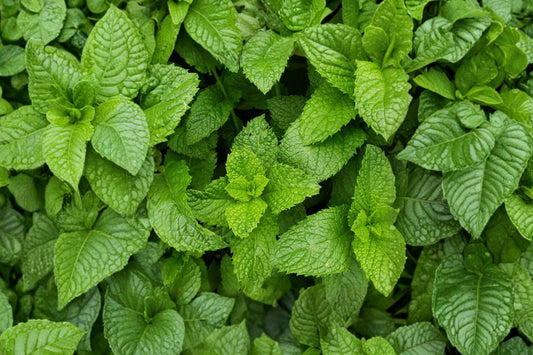 Peppermint Live Plants – 3 Bare Root Plants – 2–5 Inches