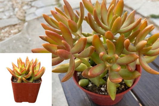Sedum Firestorm Live Succulent, Rooted Orange Red Succulent Plant, 4 Inch Pot, Colorful Trailing Sedum for Garden