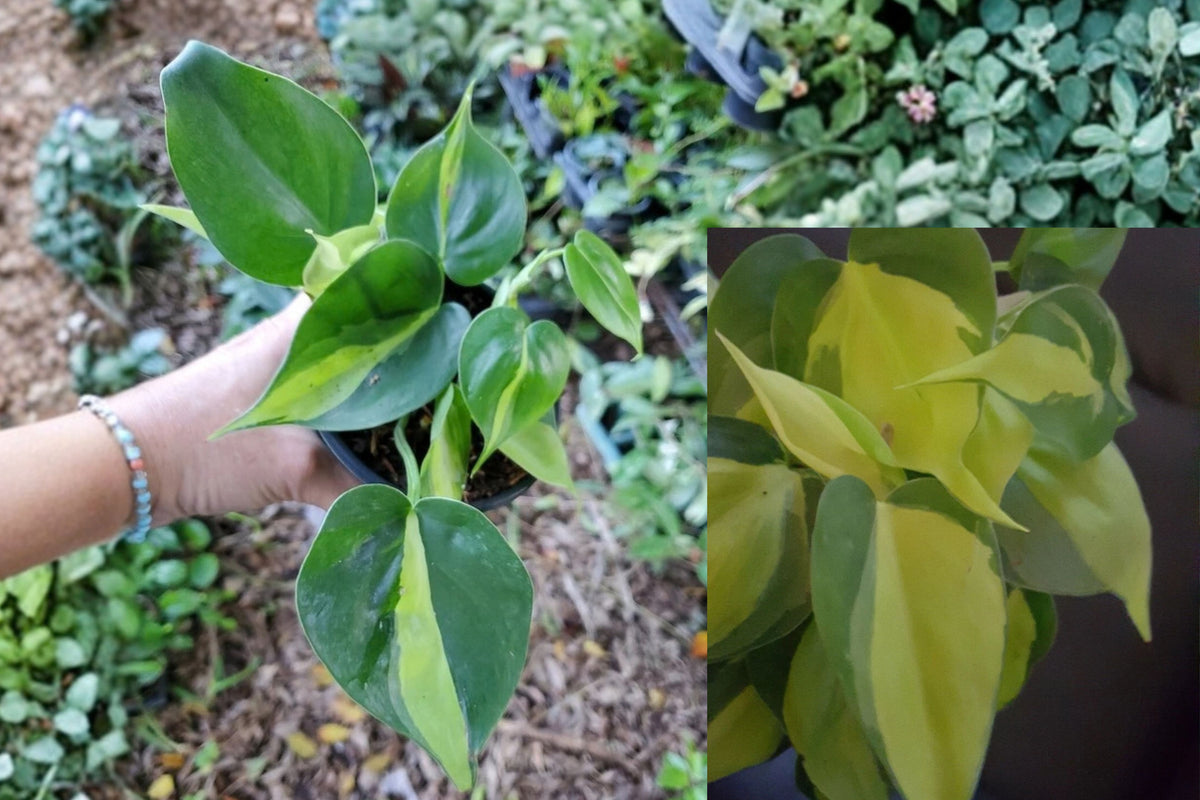 Philodendron Brasil Live Plant – 1 Plant in 4 Inch Pot – Philodendron