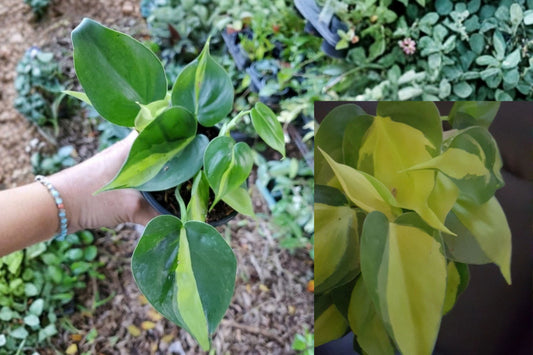 Philodendron Brasil Live Plant – 1 Plant in 4 Inch Pot – Philodendron