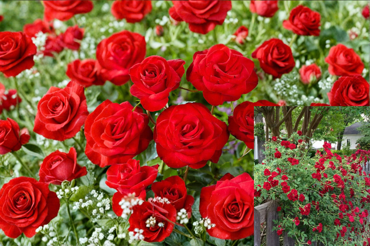 Red Climbing Rose Live Plant – 1 Young Plant in 3-Inch Pot – Rosa