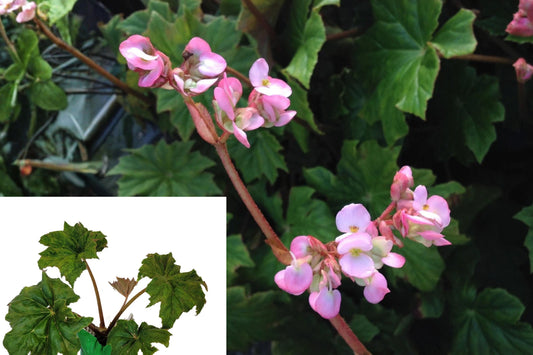 Hercules Begonia Live Plant – 6–10 Inches – Begonia heracleifolia