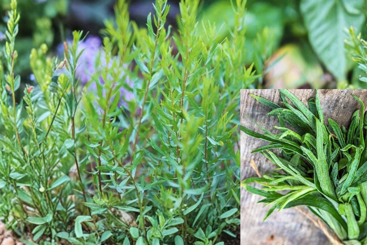 Tarragon Live Plants – 6 Plants – 4–8" Tall – Tarragon