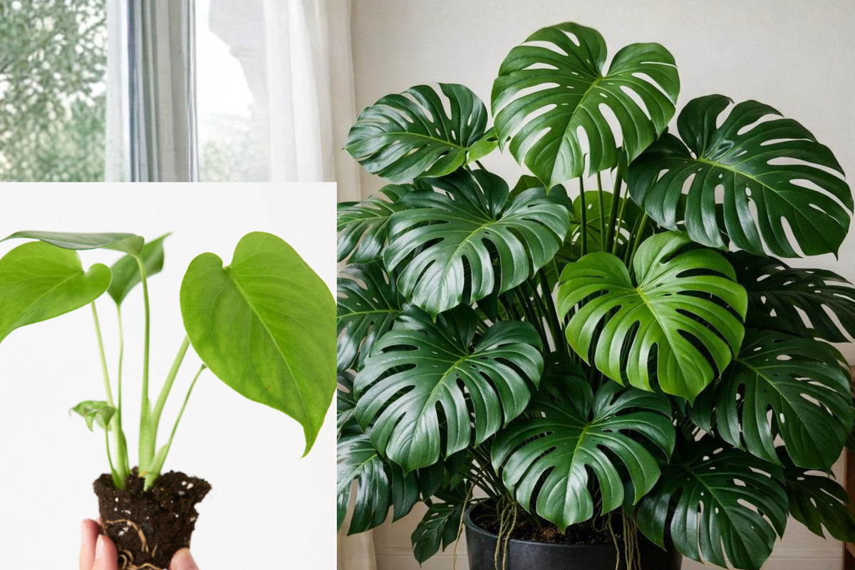 Monstera Deliciosa Live Plant, Swiss Cheese Houseplant Starter, 3 Inch Indoor Tropical Foliage Plant