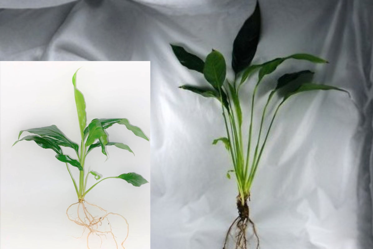 Peace Lily Live Plant – Medium Houseplant for Aquarium, Terrarium & Vase