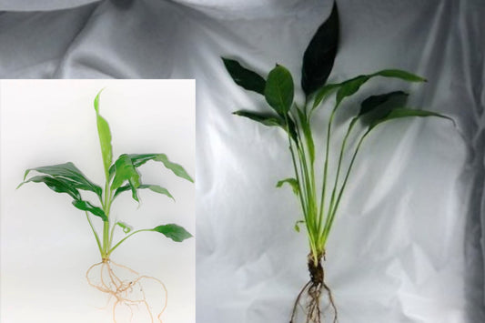 Peace Lily Live Plant – Medium Houseplant for Aquarium, Terrarium & Vase