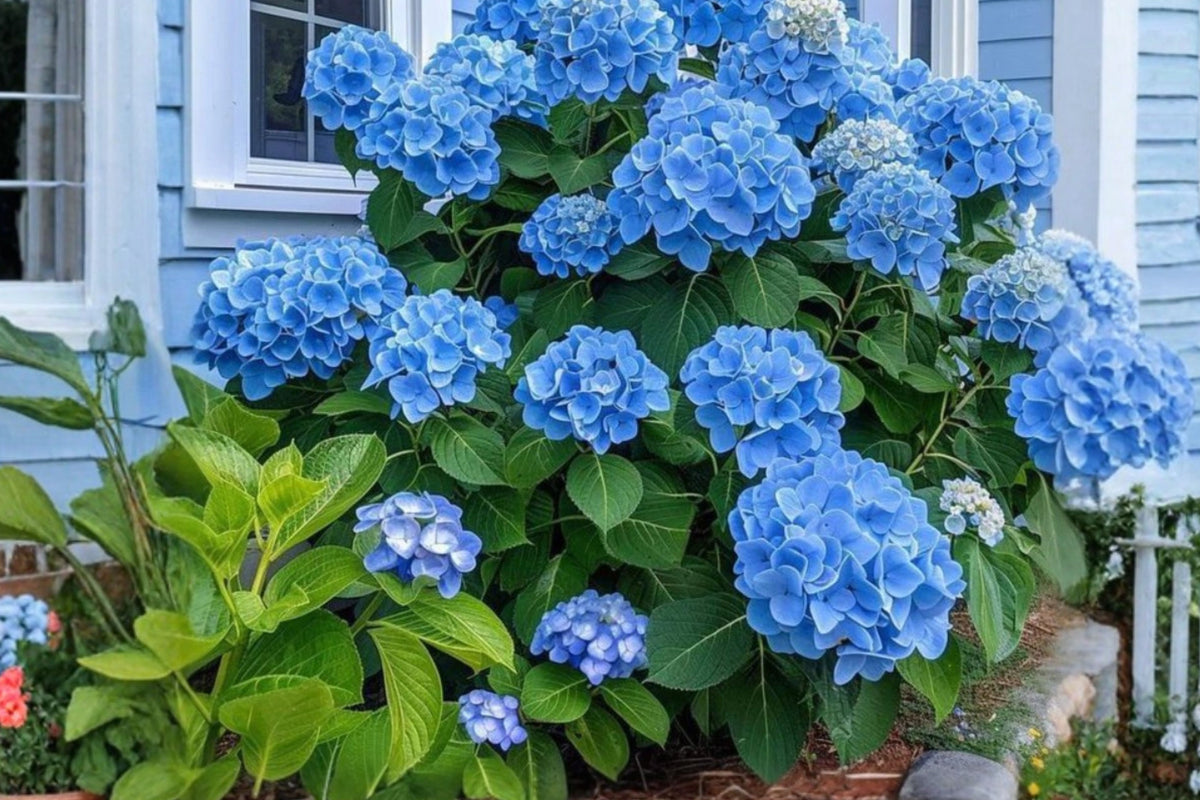 Nikko Blue Hydrangea Live Plant – 1 Starter, 4-Inch Pot (Hydrangea macrophylla)