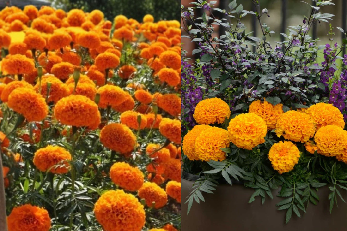 African Marigold 1 Live Potted Starter Plant – Orange Flower – Tagetes erecta