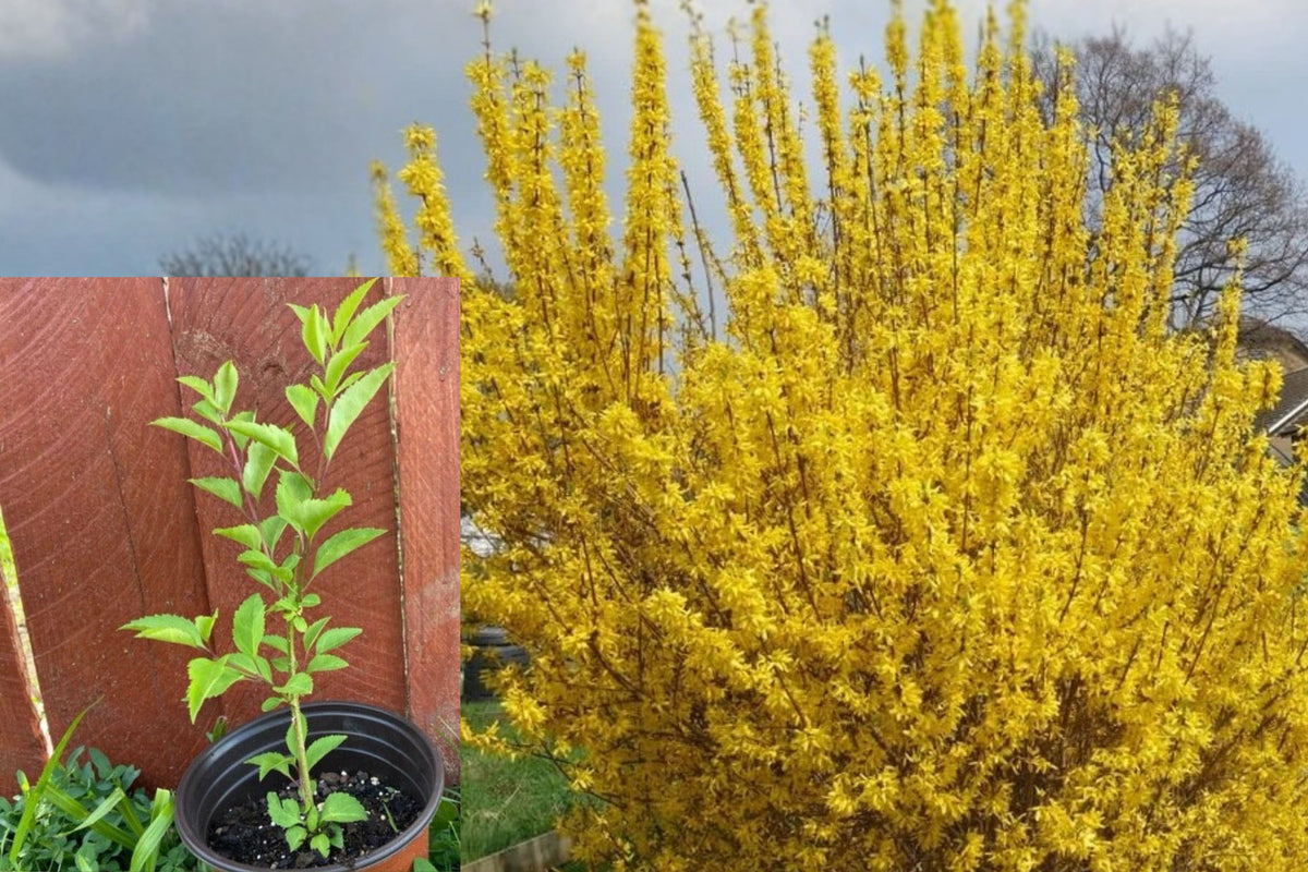 Yellow Forsythia Live Plant, Lynwood Gold Yellow Flowering Shrub, 6–12 Inch Potted Outdoor Garden Bush