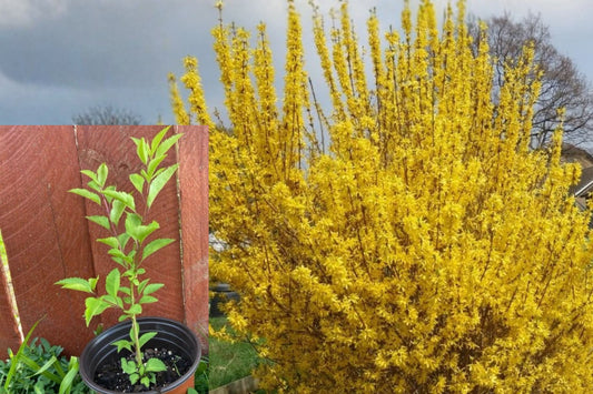 Yellow Forsythia Live Plant, Lynwood Gold Yellow Flowering Shrub, 6–12 Inch Potted Outdoor Garden Bush
