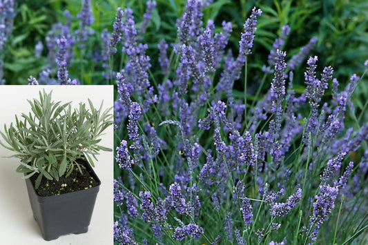 4 Live English Lavender Starter Plants, Perennial Herb Garden Flowers, Outdoor Lavender Plants for Borders and Cottage Gardens