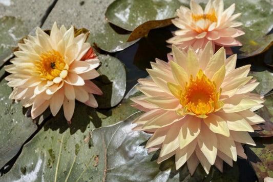Sun Spark Water Lily Sprouted Tuber – Nymphaea ‘Sun Spark’ – Hardy Water Lily