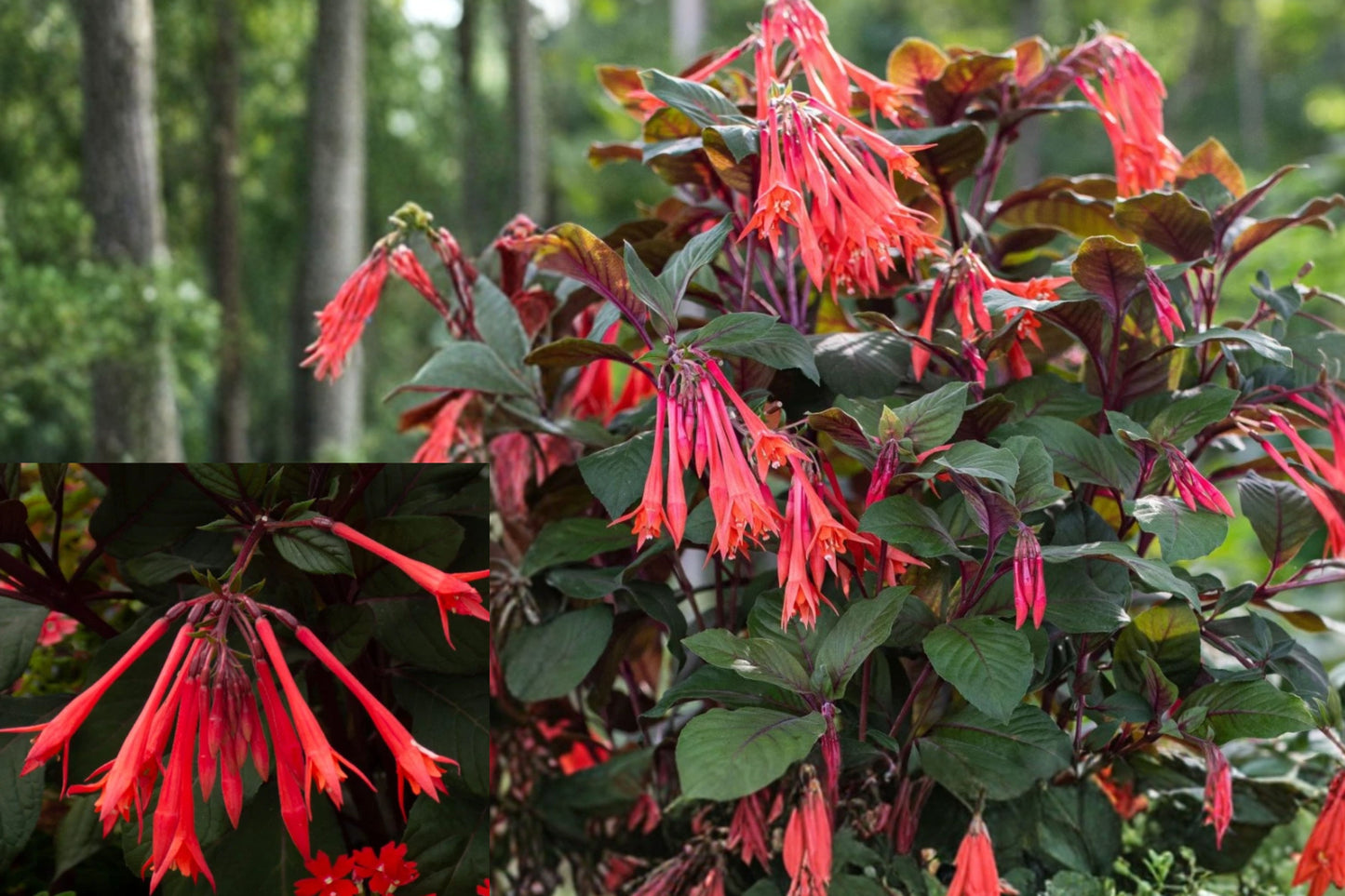 Gartenmeister Fuchsia 2 Live Plants – 5-Inch Pots – Fuchsia triphylla