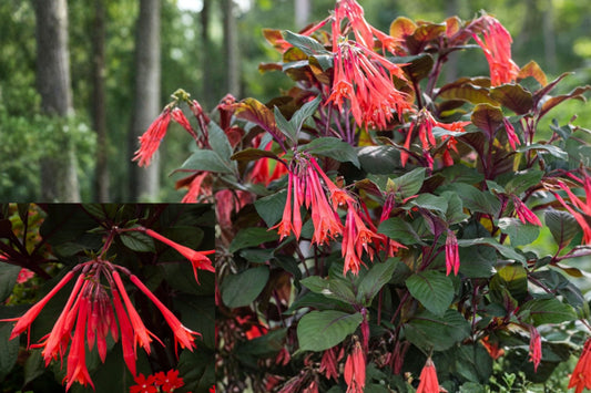 Gartenmeister Fuchsia 2 Live Plants – 5-Inch Pots – Fuchsia triphylla