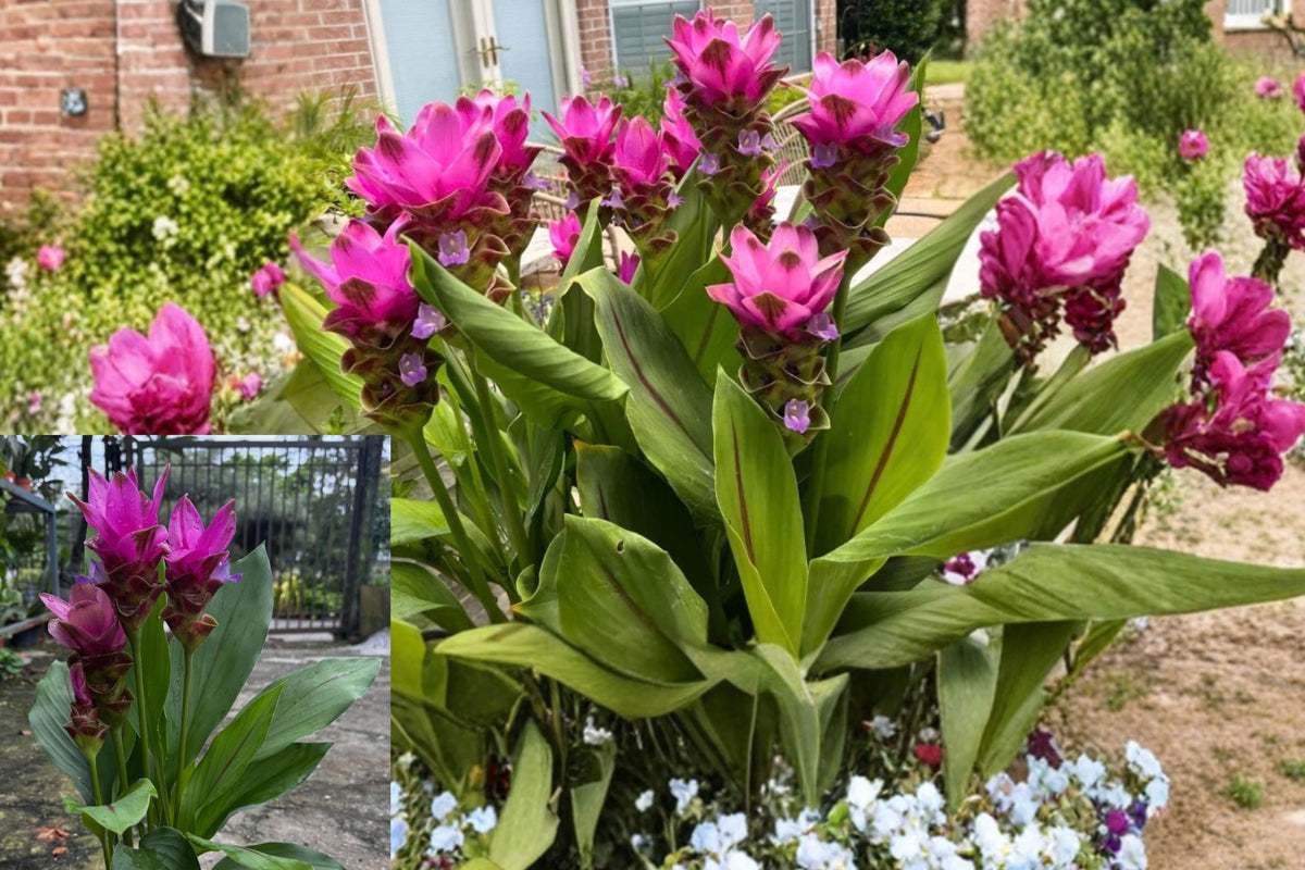 Siam Shadow Curcuma Live Plant – 1 Starter Plant, 4-Inch Pot – Curcuma