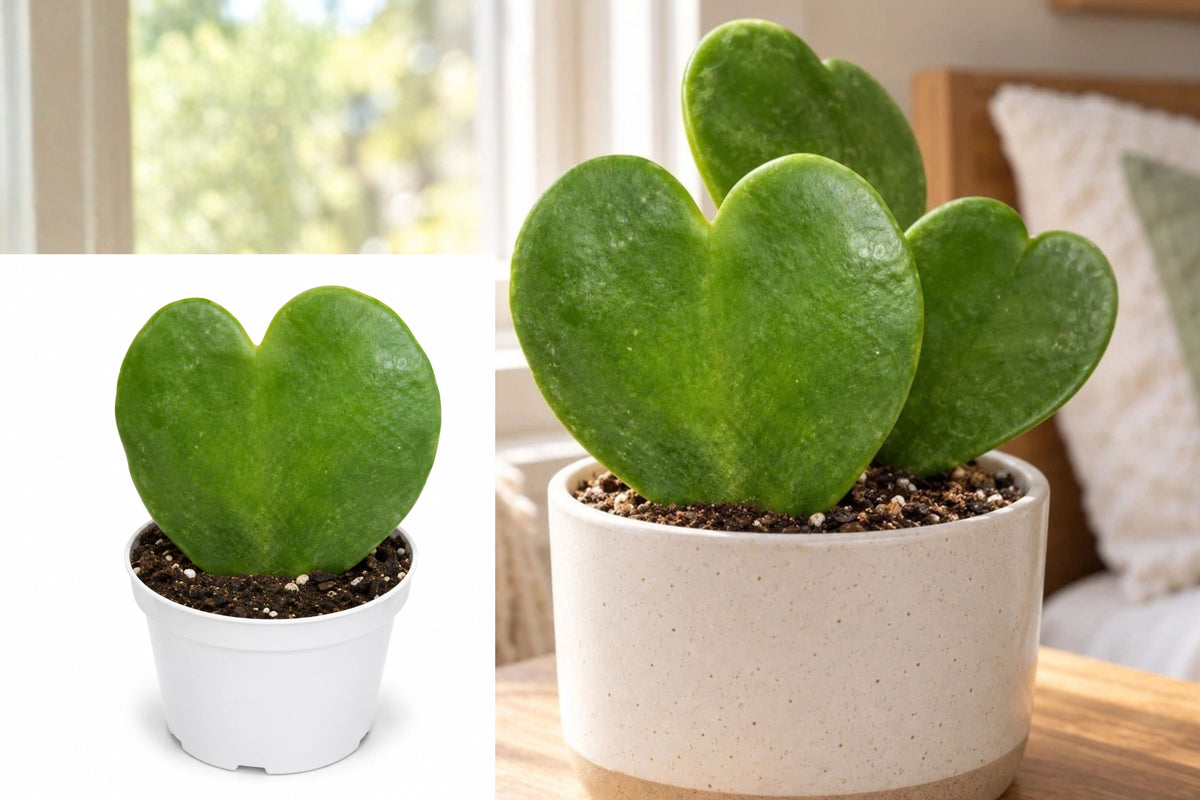 Hoya Kerrii 1 Live Plant – 4 Inch Nursery Pot – Heart Leaf Plant