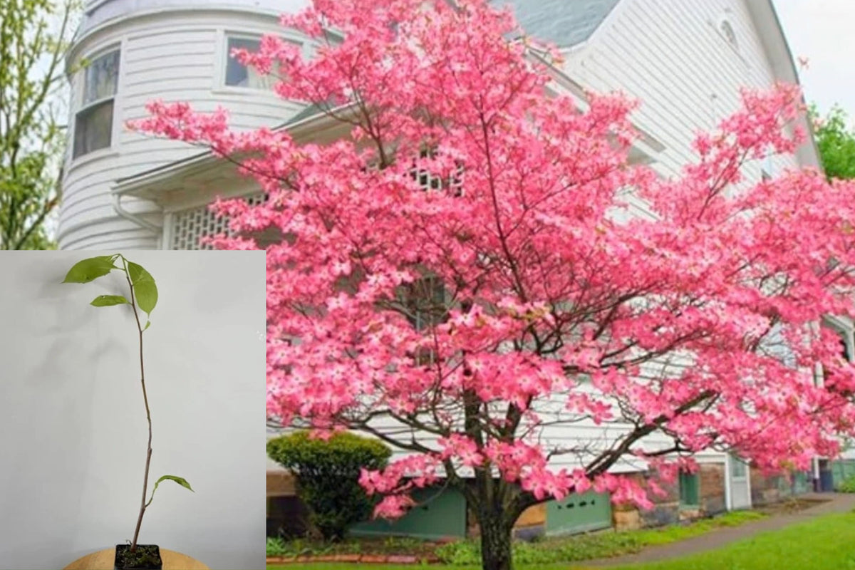Pink Dogwood Live Plant – 1 Quart Pot – 10–16 Inches – Cornus