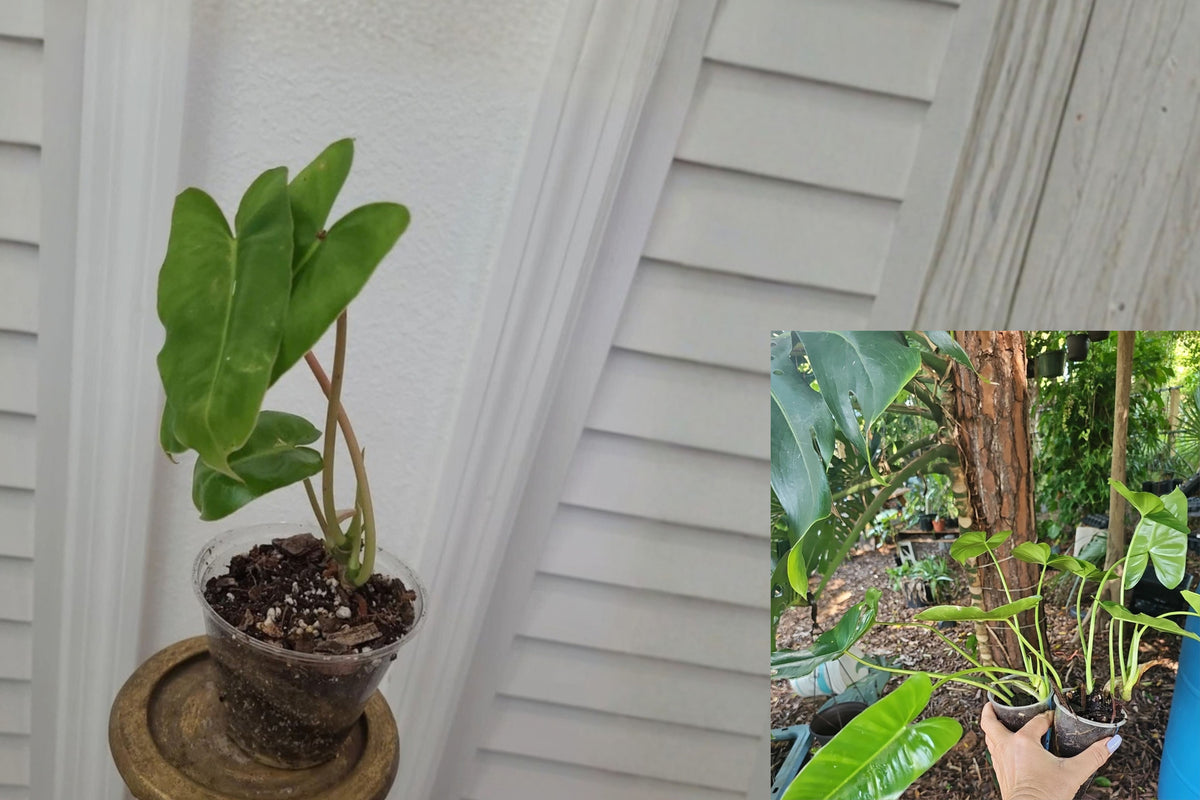 Burle Marx Philodendron 2 Live Rooted Plants – Green Leaf – Philodendron