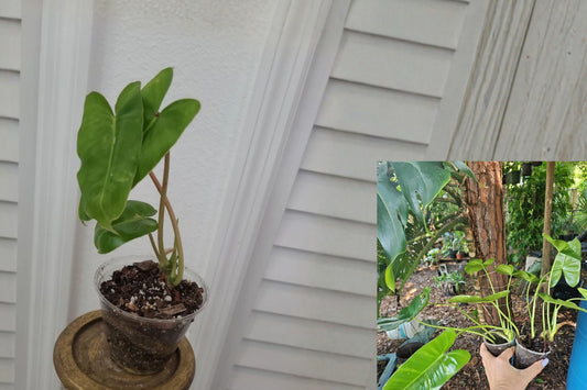 Burle Marx Philodendron 2 Live Rooted Plants – Green Leaf – Philodendron