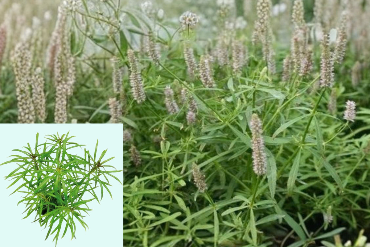 Pogostemon Stellatus Narrowleaf Live Aquarium Plant – 3–5 Stems